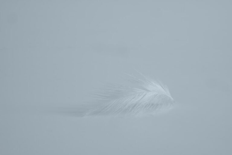 Photo White feather