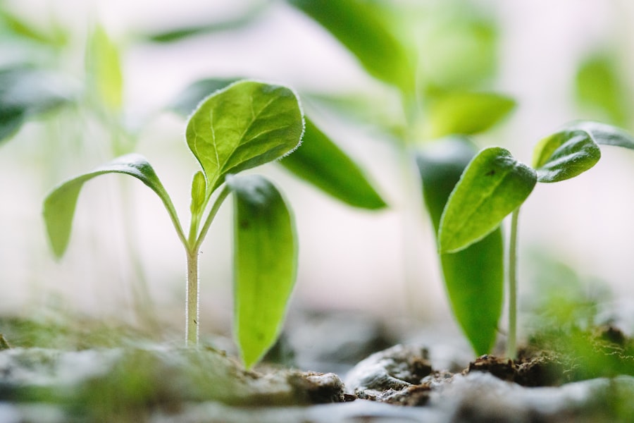 growth management